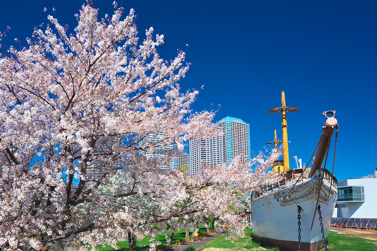 明治丸と桜花