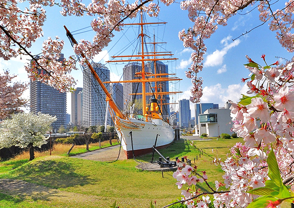 明治丸に桜咲く