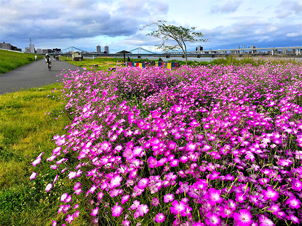 初夏の荒川水辺公園