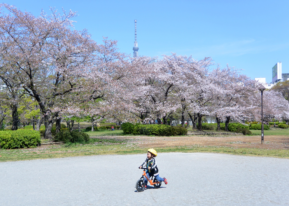 桜の中を駆ける