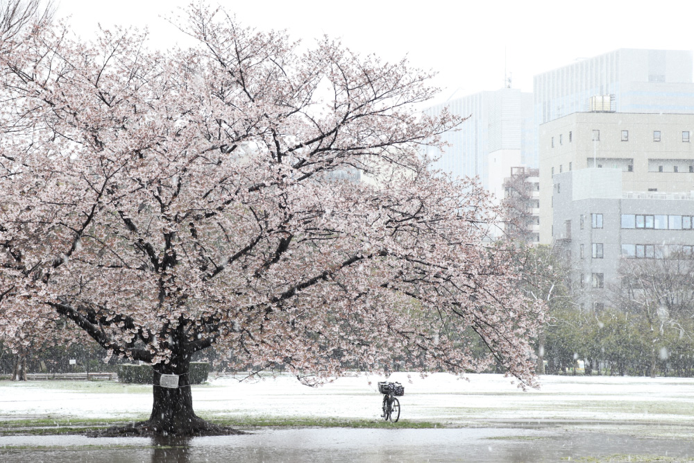 桜散りすぎ? えっ雪だよ