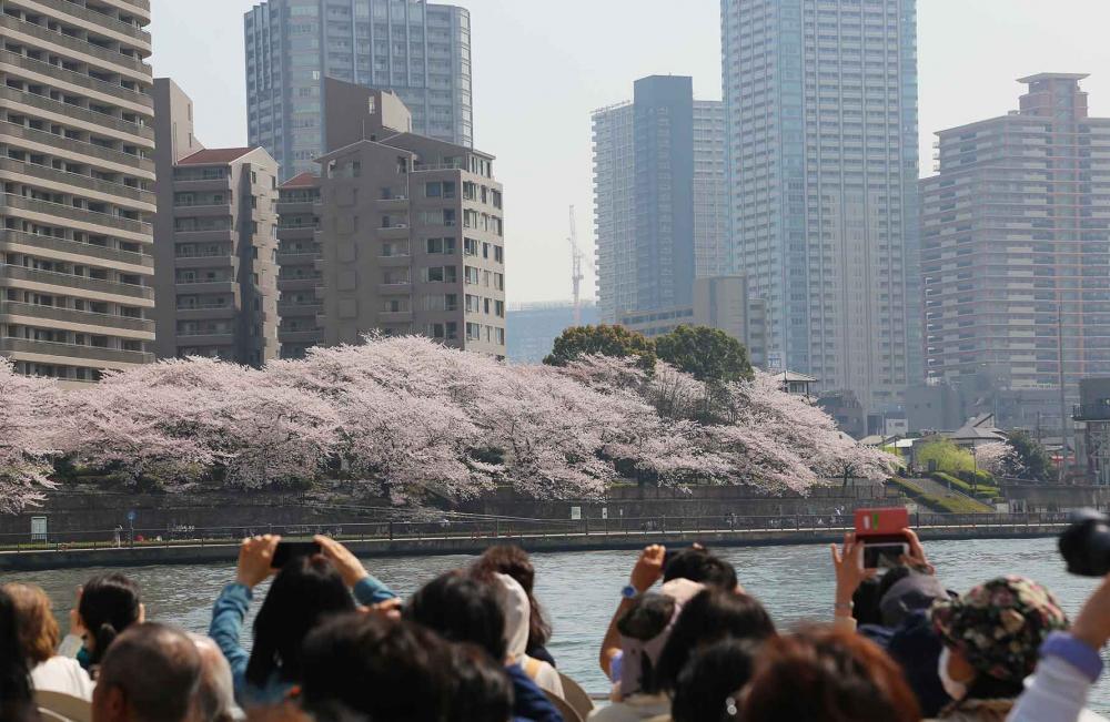 【お江戸深川さくらまつり】日本橋発着のクルーズ＆高橋エリア街歩きツアー