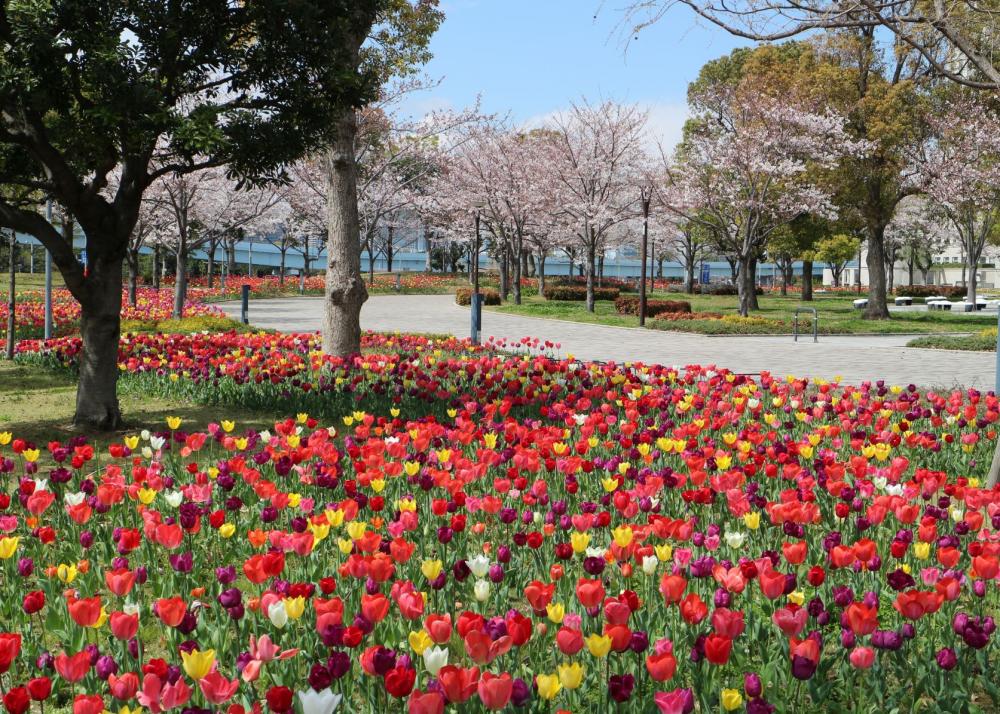 【終了】【受付終了】まちあるきイベントツアー　桜とチューリップの有明散歩