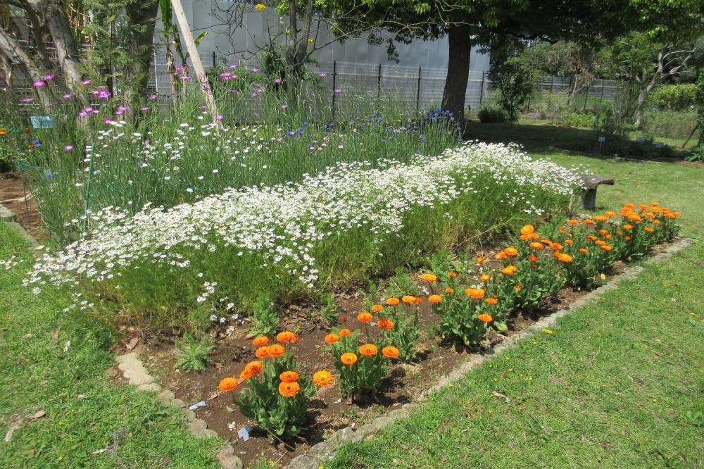 【終了】夢の島熱帯植物館6月開催イベント