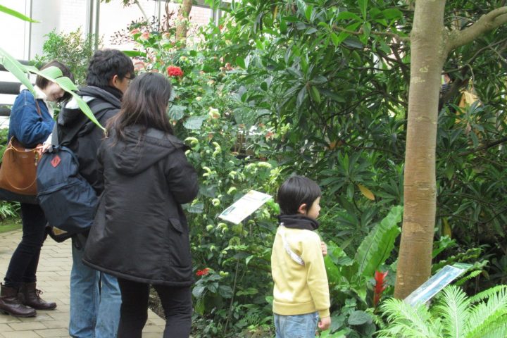 【終了】夢の島熱帯植物館3月開催イベント