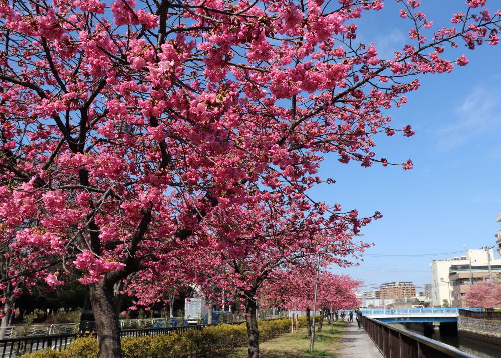 【終了】江東区文化観光ガイド　まちあるきイベントツアー「河津桜咲く、早春の木場物語」