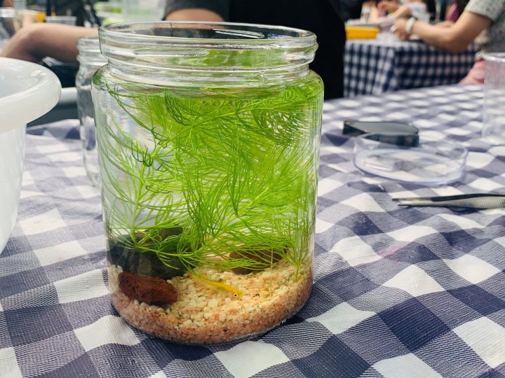 【終了】夢の島熱帯植物館　8月開催イベント