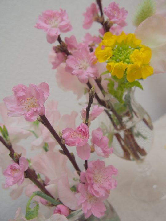 【終了】夢の島熱帯植物館　3月開催イベント