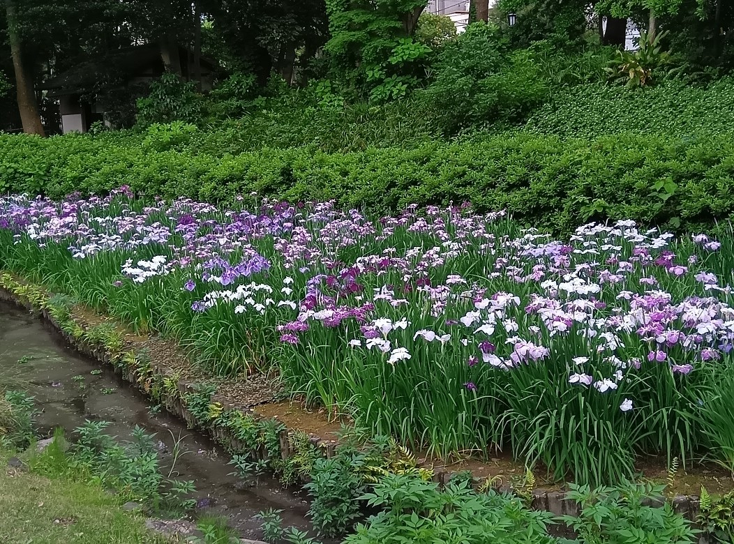 【終了】清澄庭園 「花菖蒲と遊ぶ」