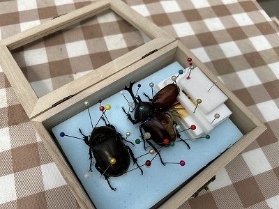 【終了】夢の島熱帯植物館　8月開催イベント