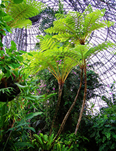 【終了】夢の島熱帯植物館5月開催イベント