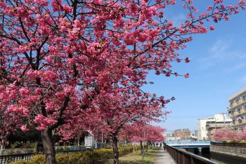 大横川散歩道 河津桜