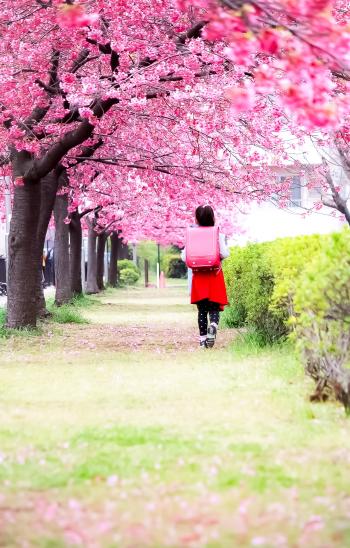 木場 河津桜
