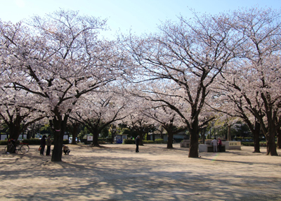 木場公園