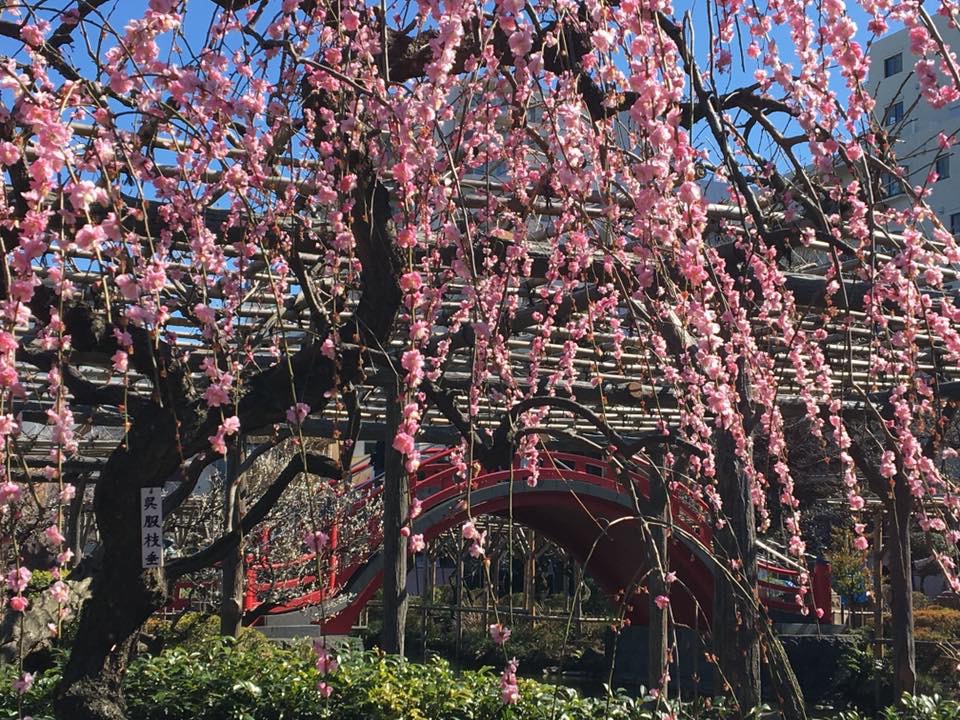 梅（亀戸天神社） 【江東 花めぐり】春を楽しむ