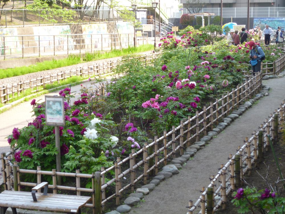 ボタン（古石場川親水公園「牡丹園」） 【江東 花めぐり】春を楽しむ