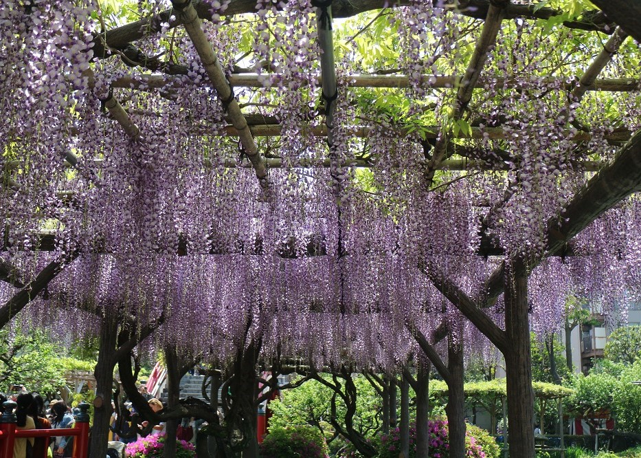 藤（亀戸天神社） 【江東 花めぐり】春を楽しむ