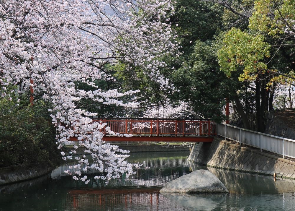 仙台堀川公園 【江東 花めぐり】こうとうの桜
