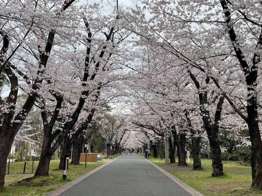 辰巳の森緑道公園 【江東 花めぐり】こうとうの桜