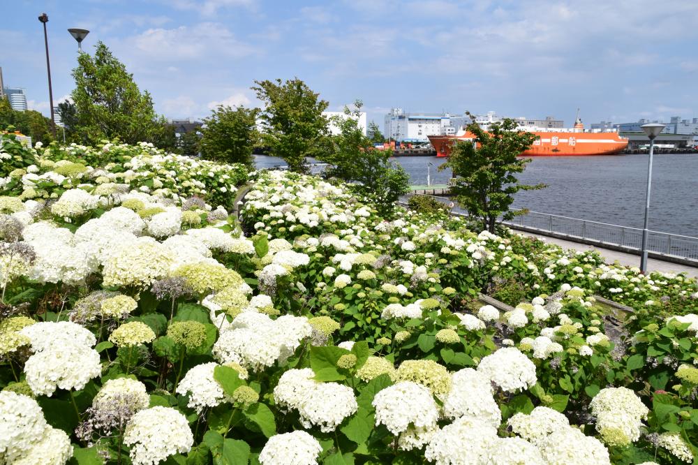  【江東 花めぐり】初夏を楽しむ