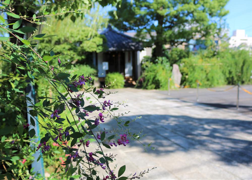 萩（龍眼寺） 【江東 花めぐり】秋・冬を楽しむ