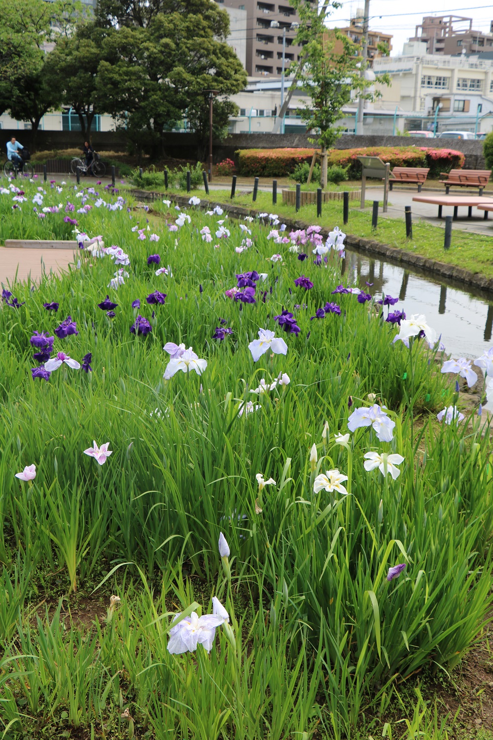 花ショウブが見頃を迎えます！【横十間川親水公園】