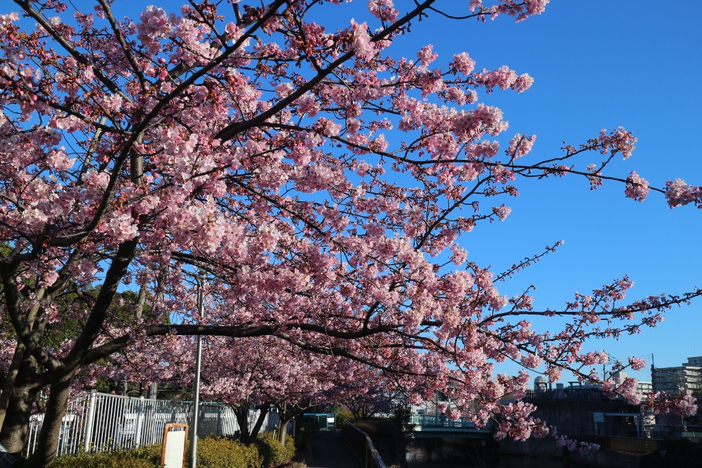 河津桜 