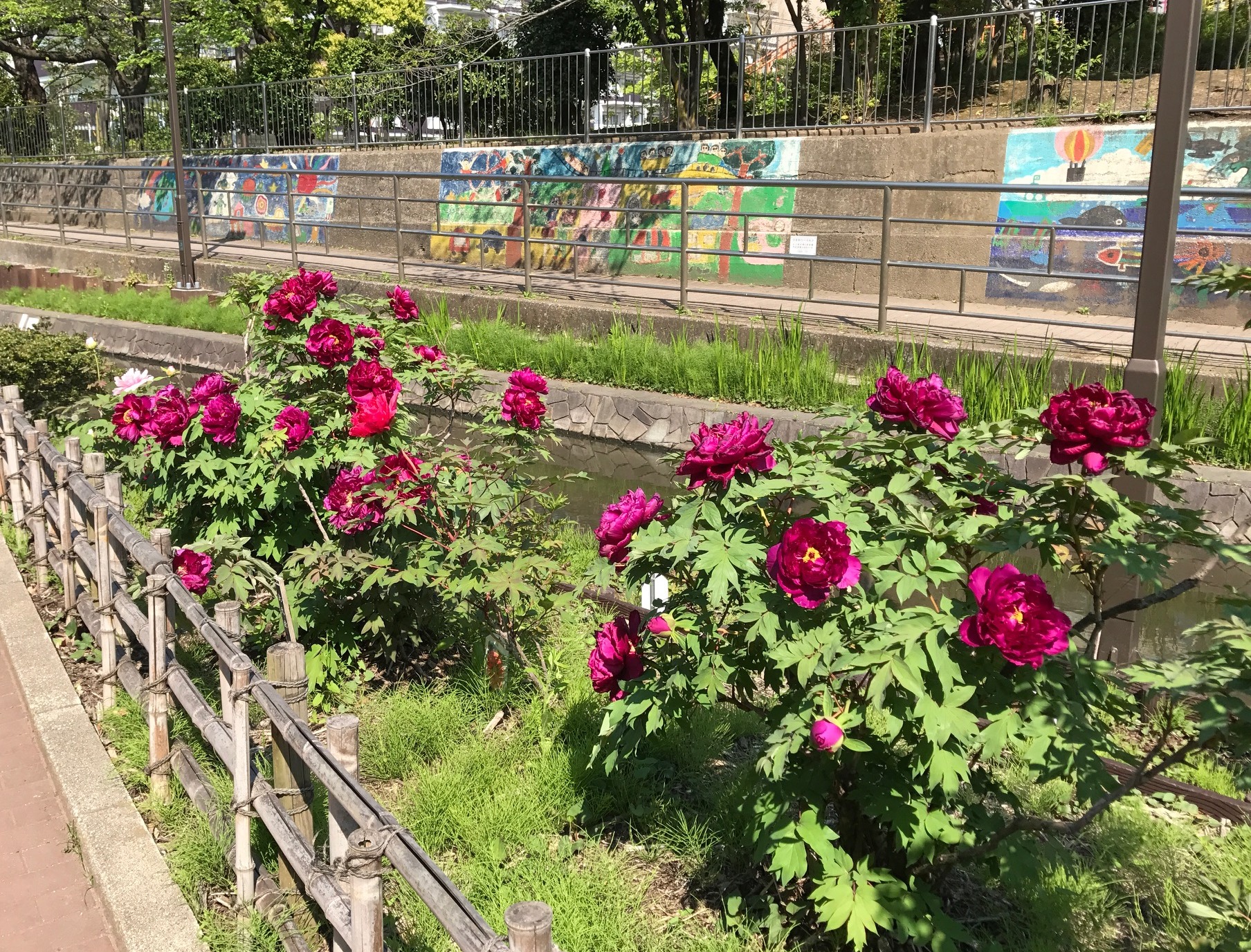 「牡丹園」(古石場川親水公園内)