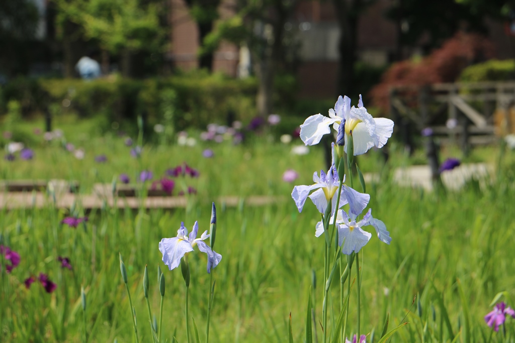 花菖蒲が紫、白、ピンクなど可憐な花を咲かせています。【横十間川親水公園】