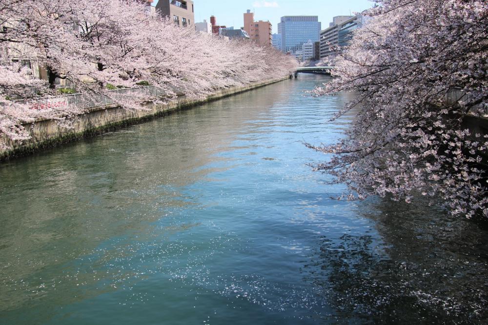 こうとうの桜スポット10選 ～2020年～