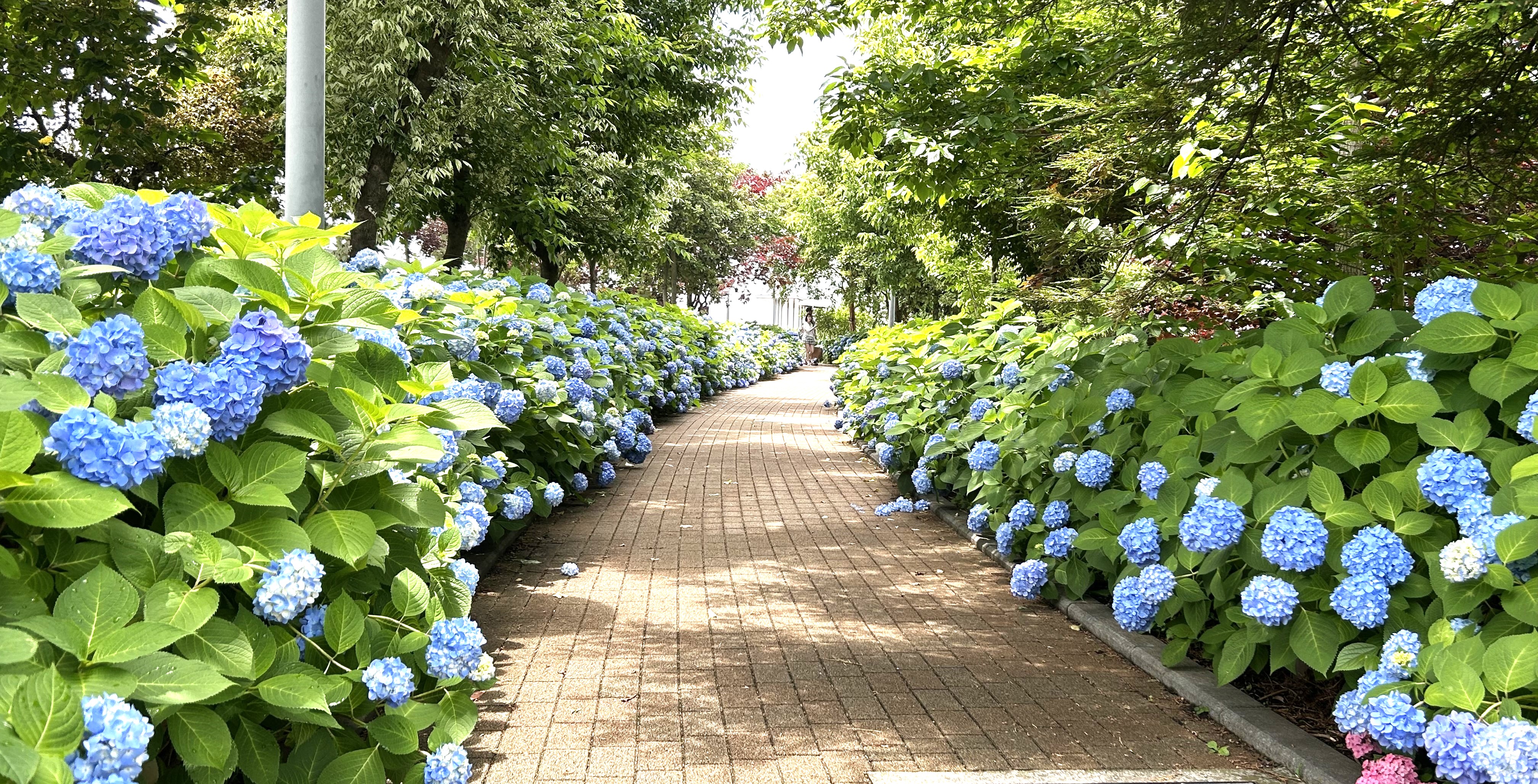 シンボルプロムナード公園